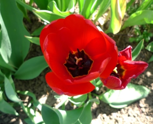 Tulipán zahradní (Tulipa x gesneriana )