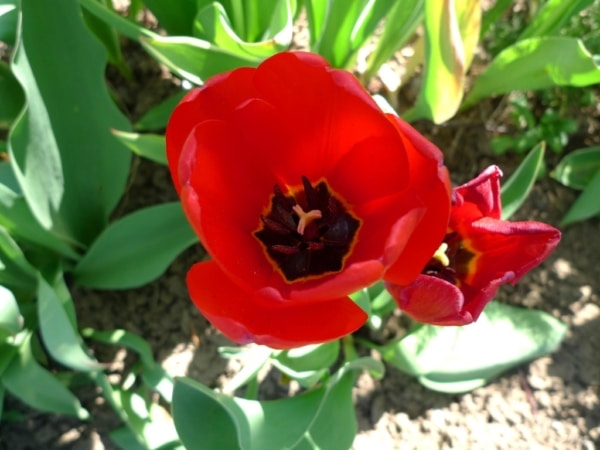 Tulipán zahradní (Tulipa x gesneriana )