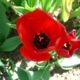 Tulipán zahradní (Tulipa x gesneriana )