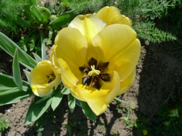 Tulipán zahradní (Tulipa x gesneriana )