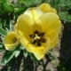 Tulipán zahradní (Tulipa x gesneriana )