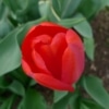 Tulipán zahradní (Tulipa x gesneriana )