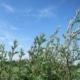 Pelyněk černobýl (Artemisia vulgaris)
