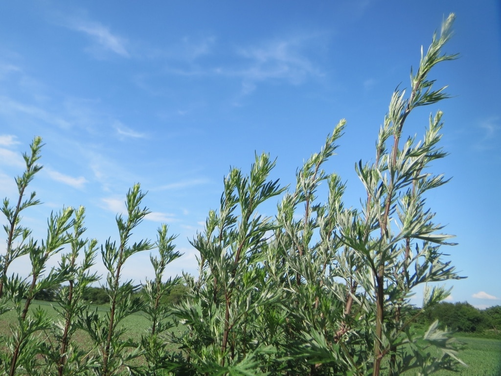 Pelyněk černobýl (Artemisia vulgaris)