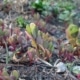 Šrucha zelná (Portulaca oleracea)