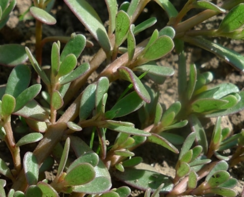 Šrucha zelná (Portulaca oleracea)