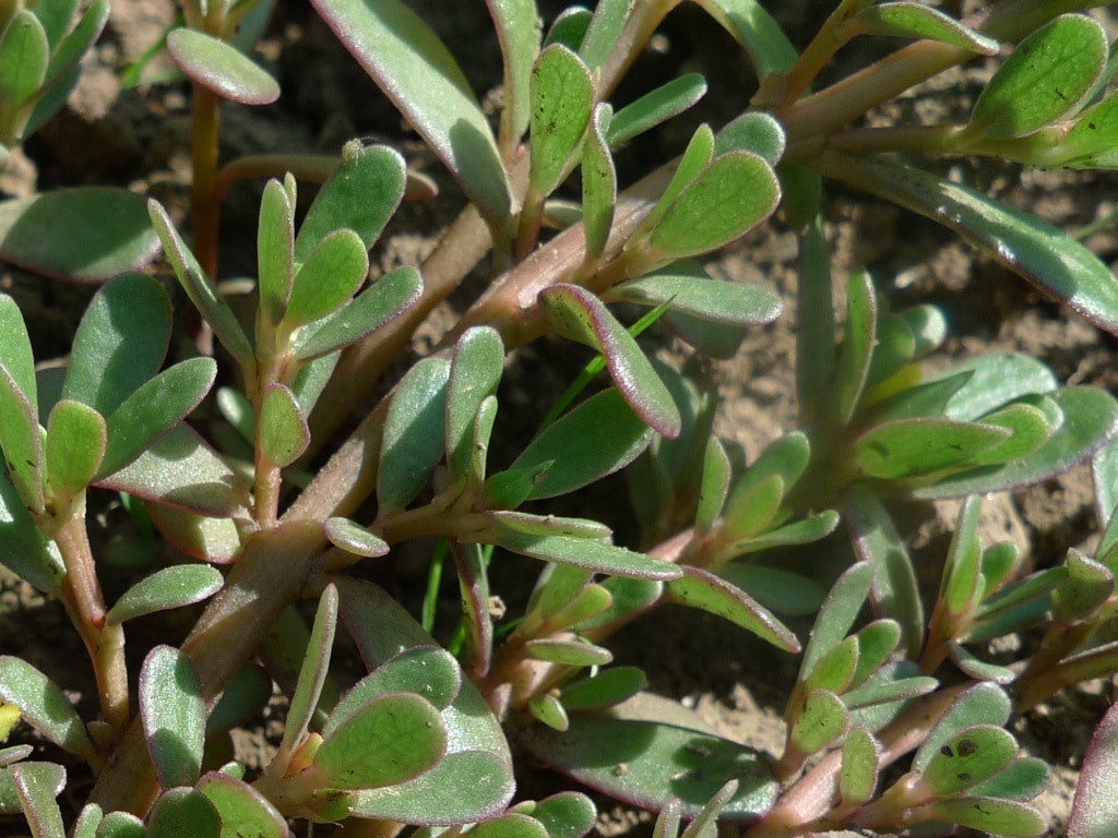 Šrucha zelná (Portulaca oleracea)