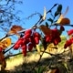 Dřišťál obecný (Berberis vulgaris)