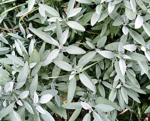 Šalvěj lékařské (Salvia officinalis)