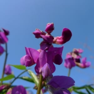 Hrachor, lecha jarní (Lathyrus vernus)