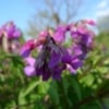 Hrachor, lecha jarní (Lathyrus vernus)