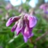 Hrachor, lecha jarní (Lathyrus vernus)