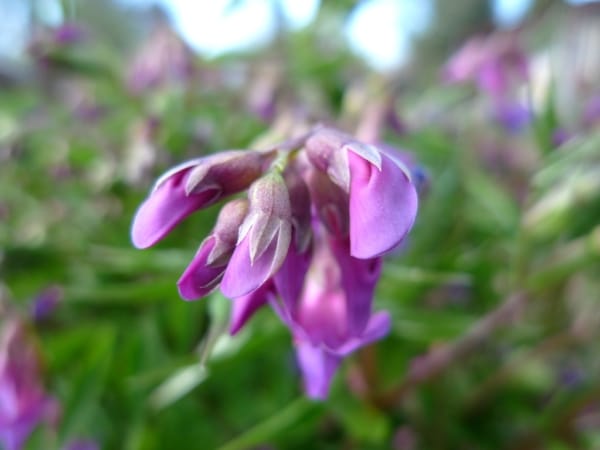 Hrachor, lecha jarní (Lathyrus vernus)