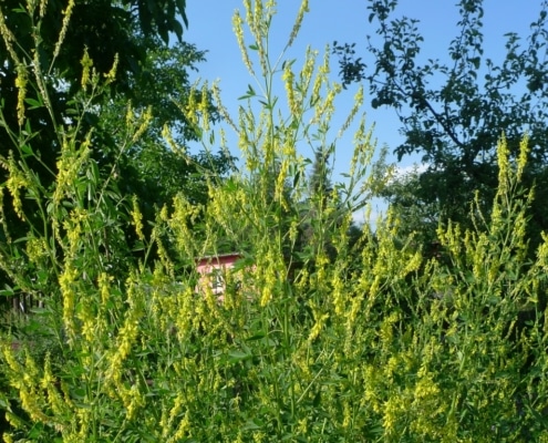 Komonice lékařská (Melilotus officinalis)