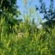 Komonice lékařská (Melilotus officinalis)
