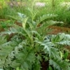 Artyčok kardový (Cynara cardunculus )