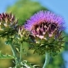 Artyčok kardový (Cynara cardunculus )