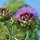 Artyčok kardový (Cynara cardunculus )