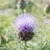 Artyčok kardový (Cynara cardunculus )