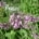 Česnek převislý (Allium cernuum)