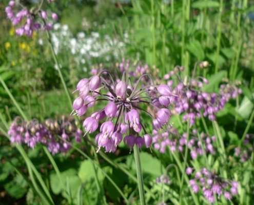 Česnek převislý (Allium cernuum)