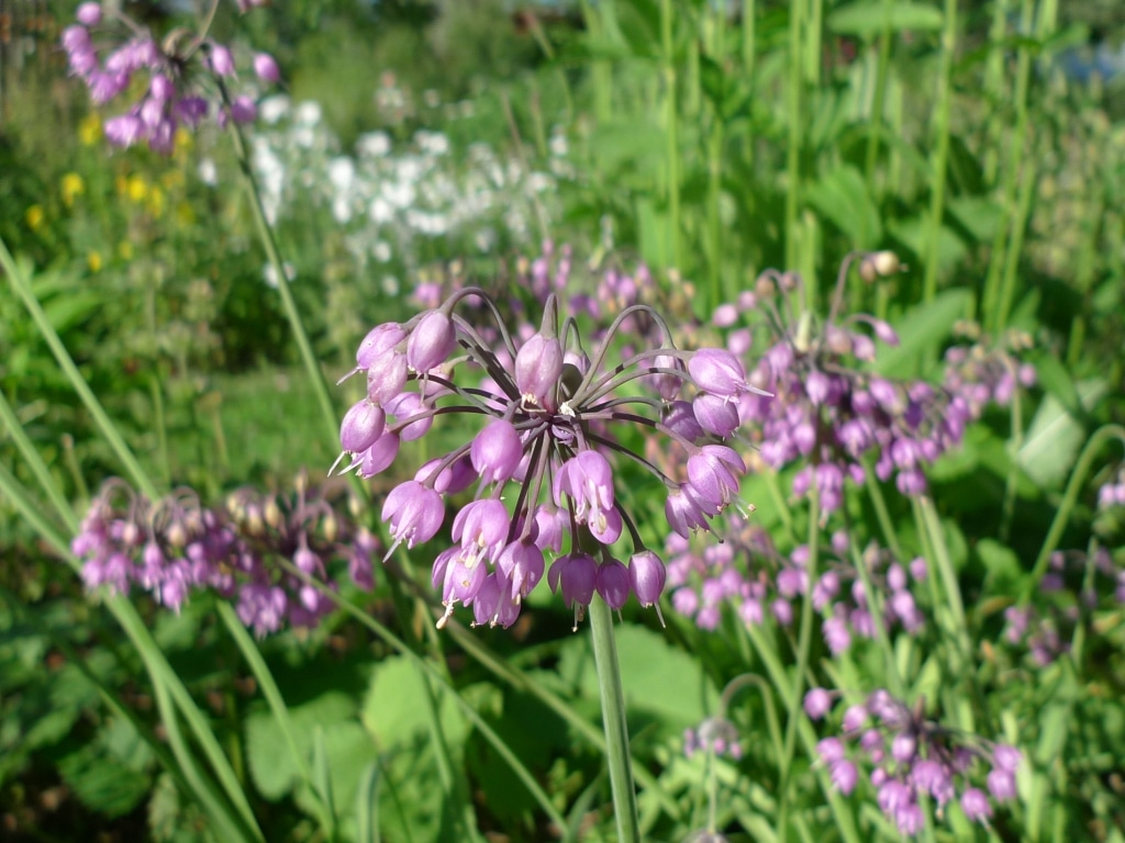 Česnek převislý (Allium cernuum)