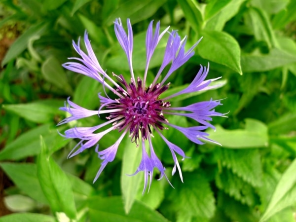 Chrpa chlumní (Centaurea triumfettii)