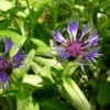 Chrpa chlumní (Centaurea triumfettii)