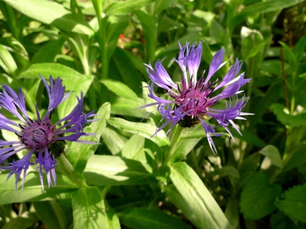 Chrpa chlumní (Centaurea triumfettii)