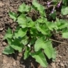 Merlík všedobr (Chenopodium bonus-henricus)