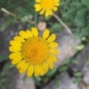 Rmen barvířský (Anthemis tinctoria)