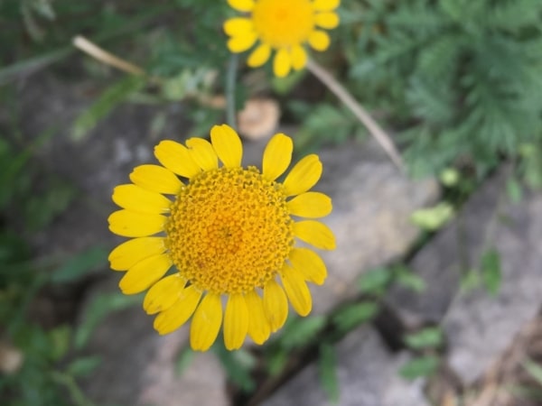 Rmen barvířský (Anthemis tinctoria)