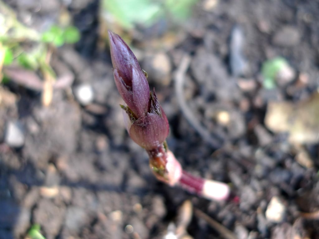 Chmel otáčivý (Humulus lupulus)