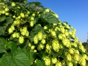 Chmel otáčivý (Humulus lupulus)