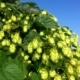 Chmel otáčivý (Humulus lupulus)