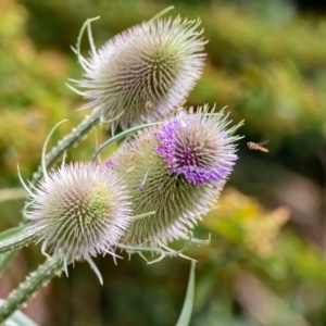 štětka planá (Dipsacus fullonum)