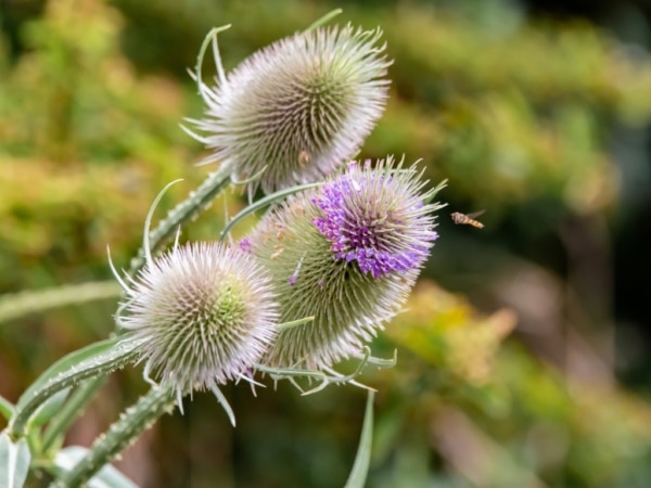 štětka planá (Dipsacus fullonum)