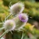štětka planá (Dipsacus fullonum)