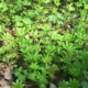 Mařinka vonná (Galium odoratum)
