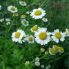 Vratič řimbaba (Tanacetum parthenium)