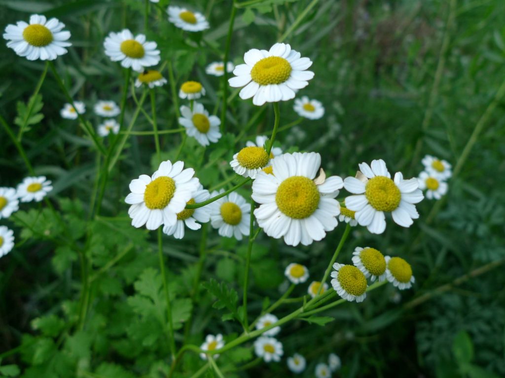 Vratič řimbaba (Tanacetum parthenium)