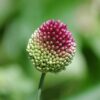 Česnek kulatohlavý (Allium sphaerocephalon)