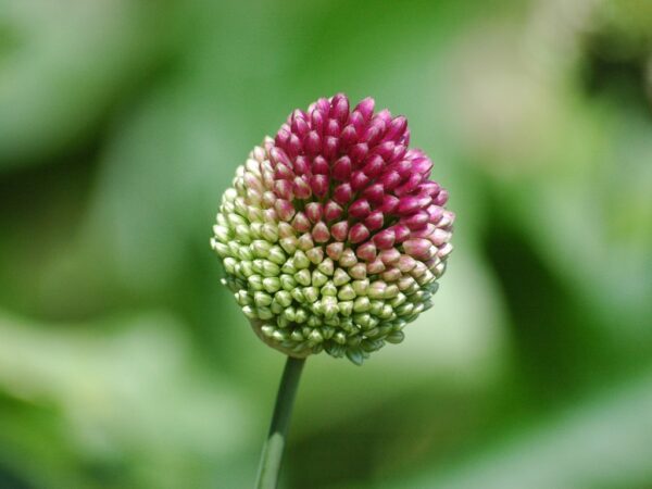 Česnek kulatohlavý (Allium sphaerocephalon)
