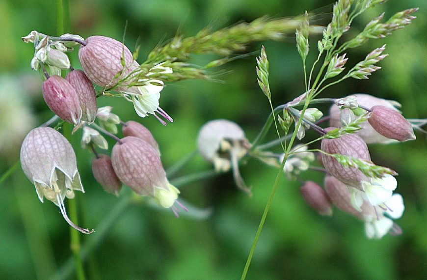 Silenka nadmutá (Silene vulgaris