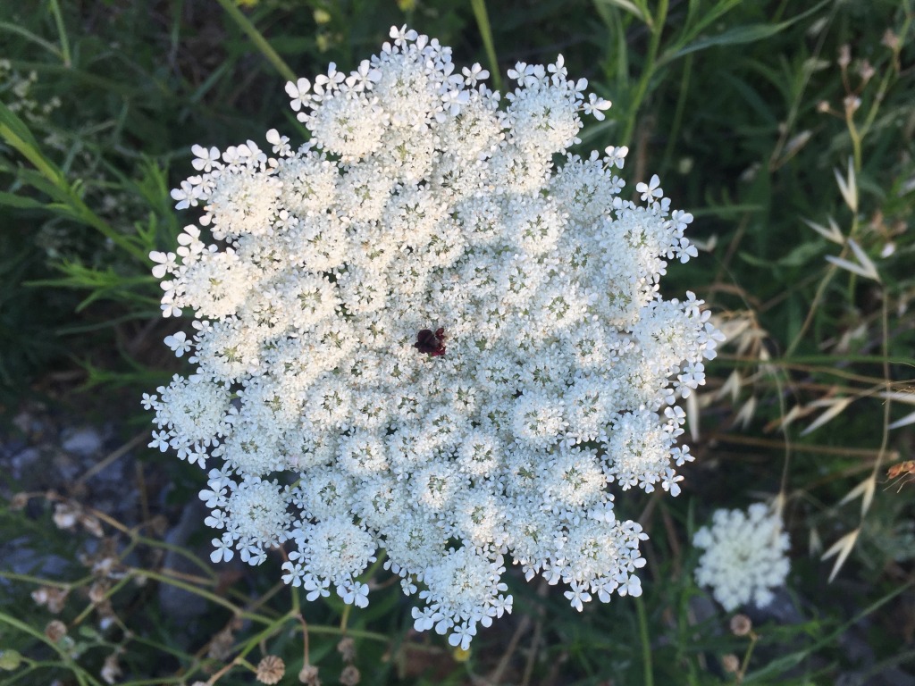 Mrkev obecná (Daucus carota)